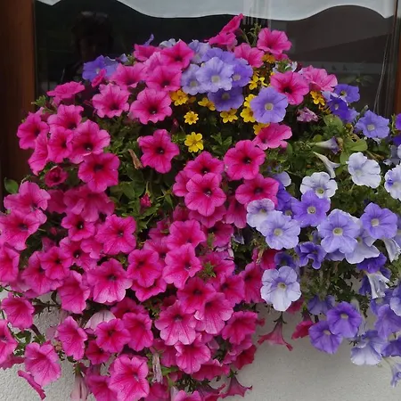 Hotel Garni Gimea 2*